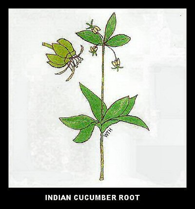 Indian Cucumber Root (Medeola virginiana)