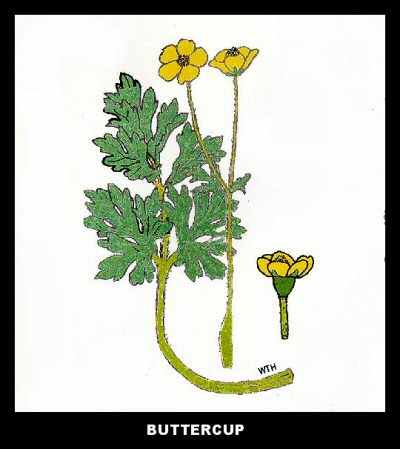 Bulbous Buttercup (Ranunculus bulbosus)