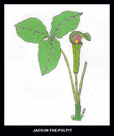 Jack-in-the-Pulpit
