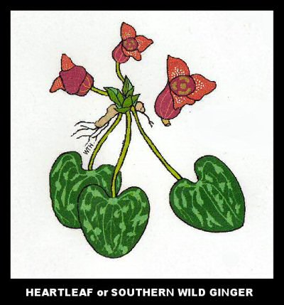 Heartleaf