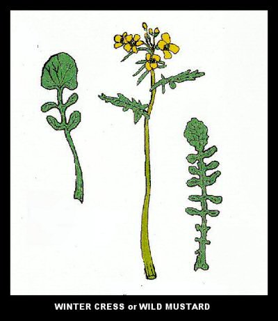 Winter Cress