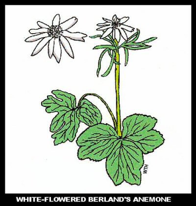Berland's Anemone (Anemone berlandierii)