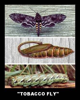 Tobacco Fly