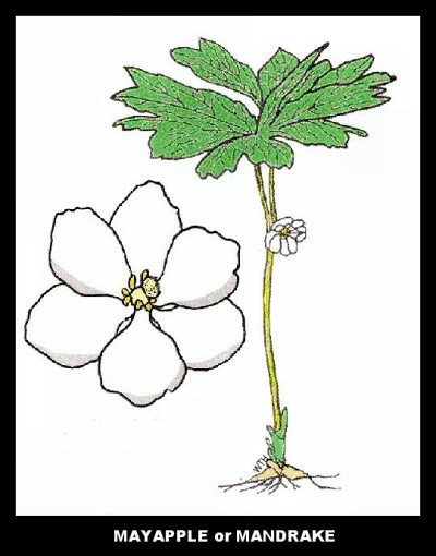 Mayapple (Podophyllum peltatum)