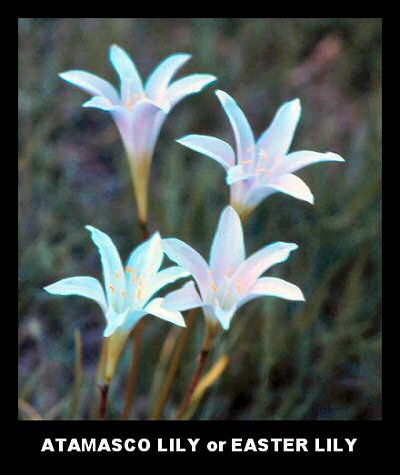 Atamasco-Lily (Zephyranthes atamasco)