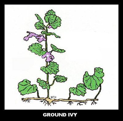 Ground Ivy (Glecoma hederacea)