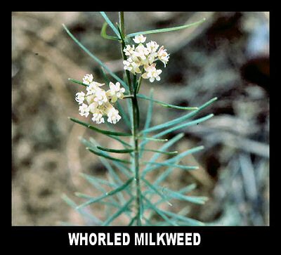 Whorled Milkweed