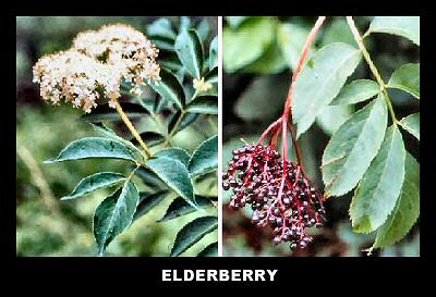 Elderberry (Sambucus Canadensis)