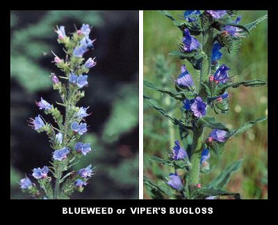 Blueweed (Echium vulgare)