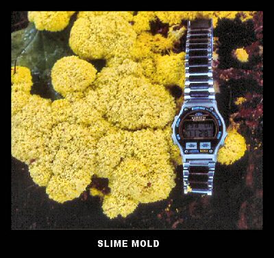 Slime Mold