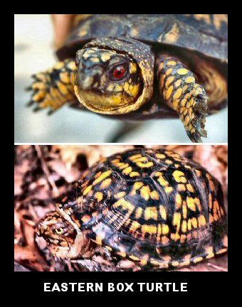 Eastern Box Turtle (Terrapene carolina)