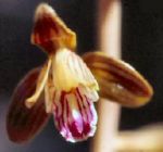 Crested Coral-root Orchid (9/21/04)