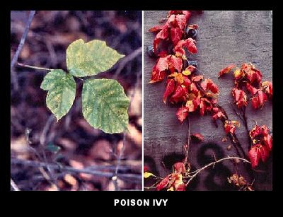 Poison Ivy (Rhus radicans)