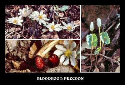 Bloodroot (Sanguinaria canadensis)
