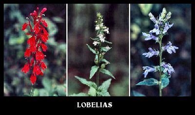 Lobelias