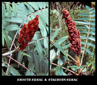 Sumacs