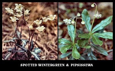 Spotted Wintergreen & Pipsissewa
