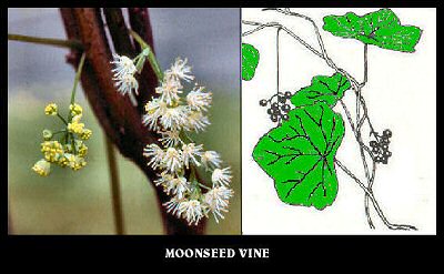 Moonseed Vine