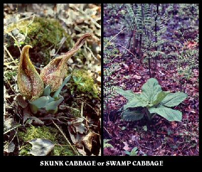 Skunk Cabbage or Swamp Cabbage