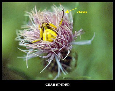 Crab Spider