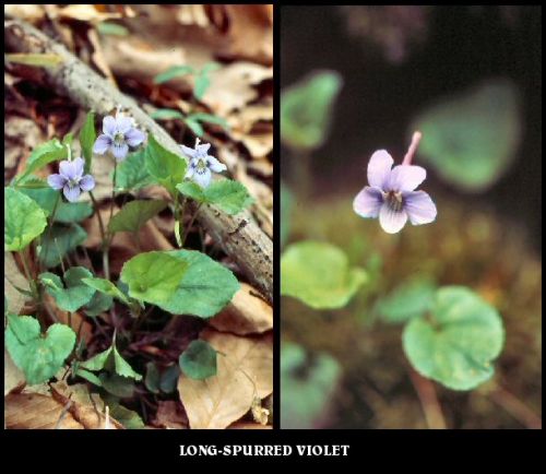Long-spurred Violet