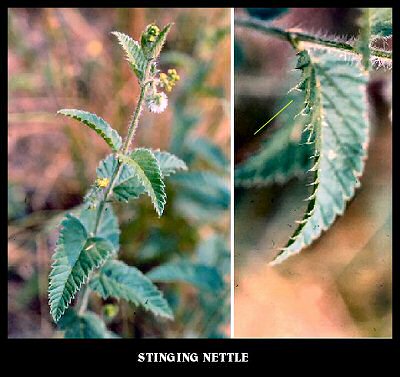 Stinging Nettle Plant (Urtica urens)