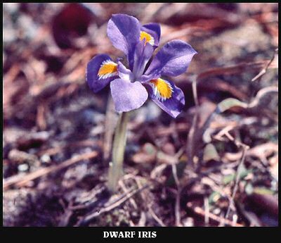 Dwarf Iris (Iris verna)