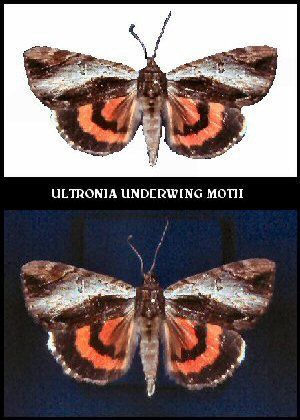 Ultronia Underwing Moth (Catocala ultronia)