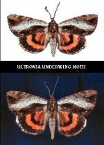 Ultronia Underwing Moth (05/27/05)