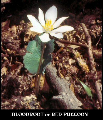 Bloodroot