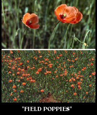 Field Poppies