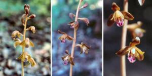 Crested Coral-Root Orchid (06/20/05)