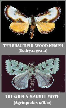 Noctuid Moths