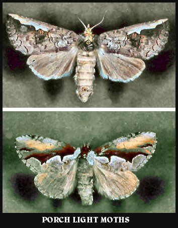 Porch Light Moths