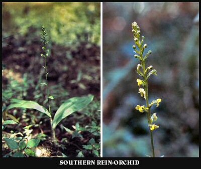 Southern Rein-orchid
