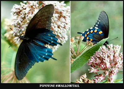 Pipevine Swallowtail
