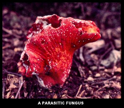 Hypomyces