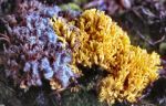Blue Mold and Coral Mushroom (10/24/05)