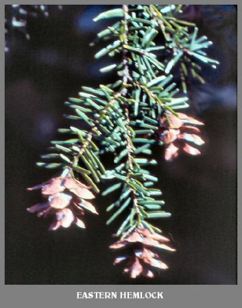 Eastern Hemlock