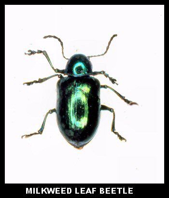 Milkweed Leaf Beetle
