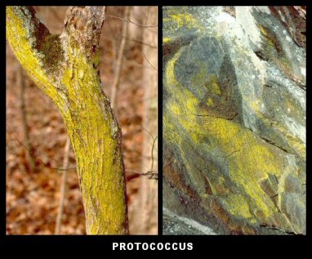 Protococcus
