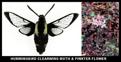 Hummingbird Clearwing Moth
