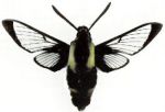 Hummingbird Clearwing Moth (11/29/05)