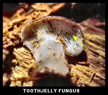 Toothjelly Fungus