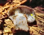 Toothjelly Fungus (12/5/05)