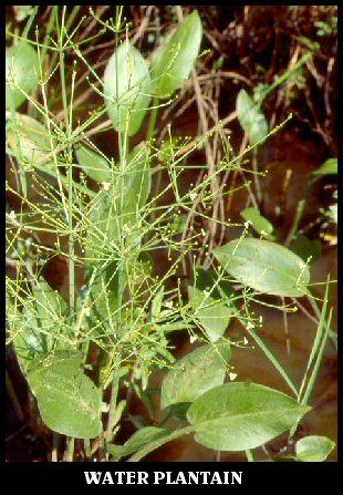 Mud Plantain