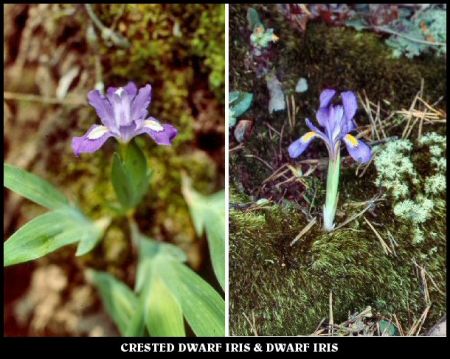 Crested and Dwarf Iris