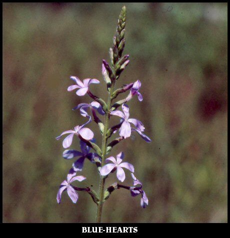Blue-Hearts