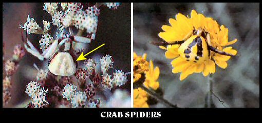 Crab Spiders
