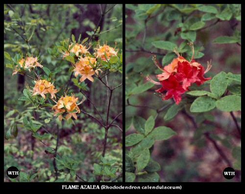 Flame Azalea (Rhododendron calendulaceum)